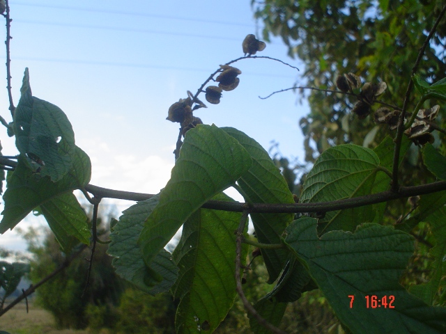 Gouania ulmifolia