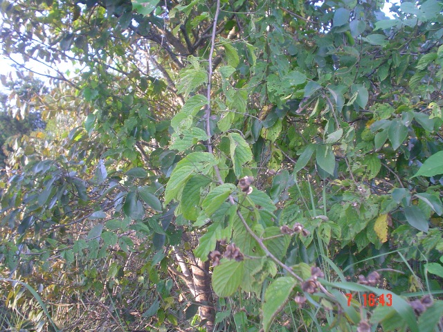 Gouania ulmifolia
