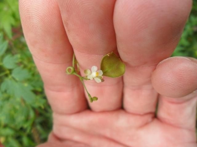 Cardiospermum halicacabum