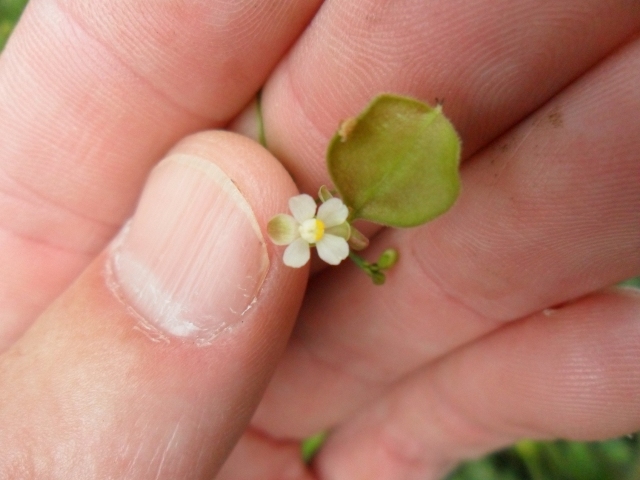 Cardiospermum halicacabum