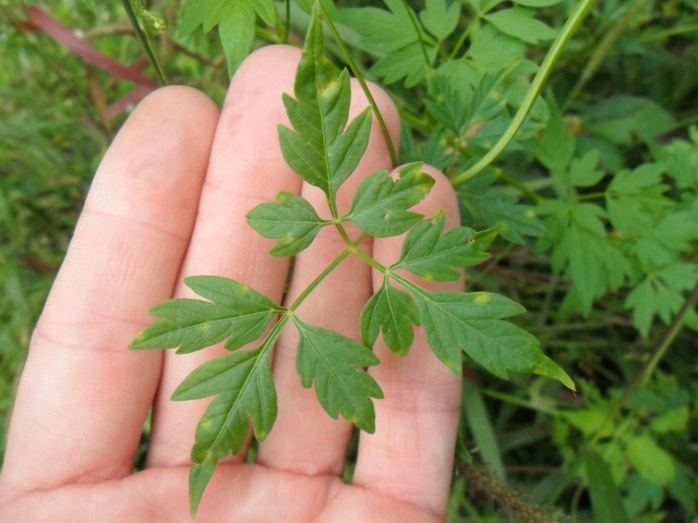 Cardiospermum halicacabum