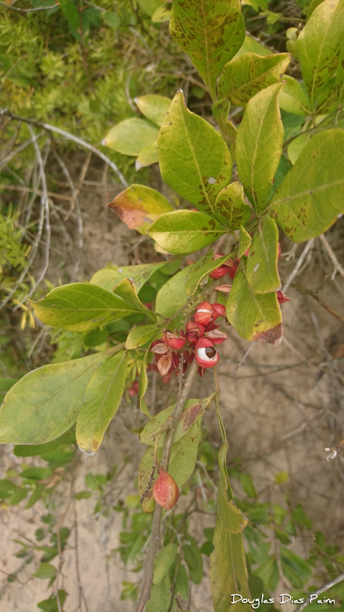 Paullinia elegans