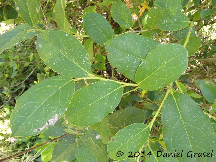 Citronella gongonha