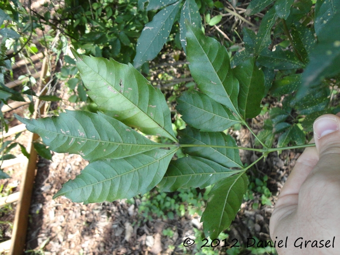 Serjania laruotteana