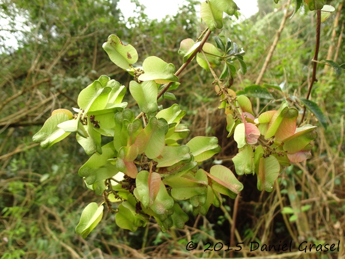 Serjania laruotteana