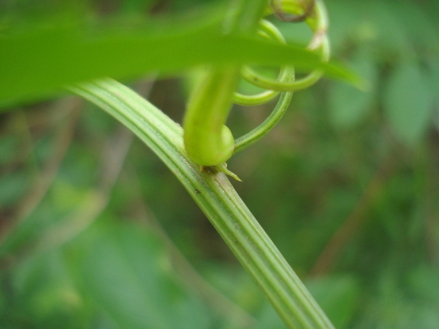 Serjania laruotteana