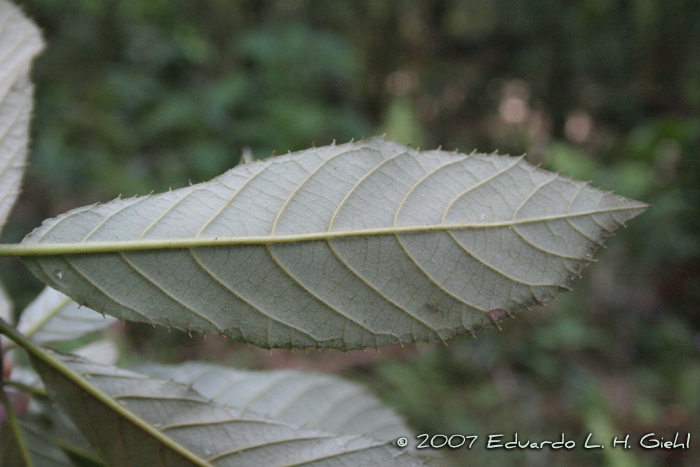 Clethra scabra