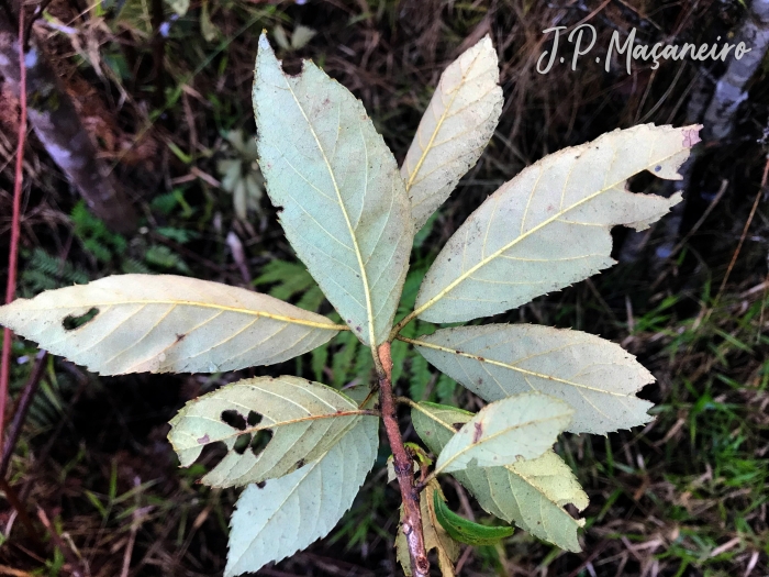 Clethra scabra