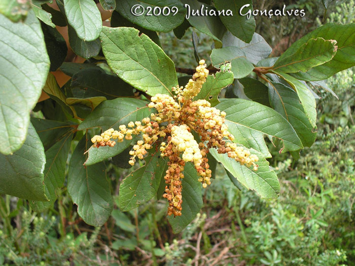 Clethra scabra