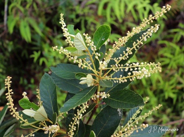 Clethra scabra