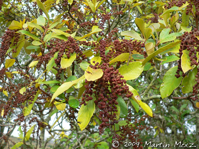 Clethra scabra