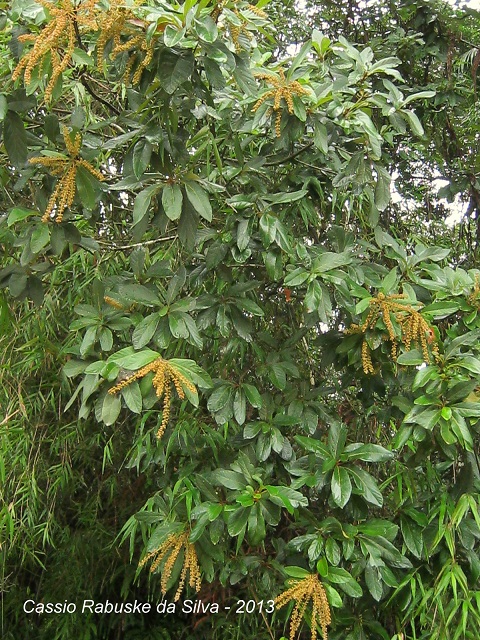 Clethra scabra