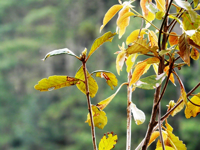 Clethra scabra