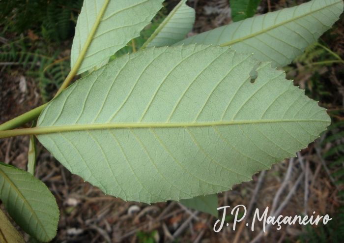 Clethra scabra