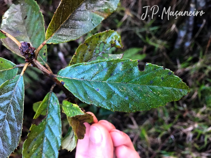 Clethra scabra