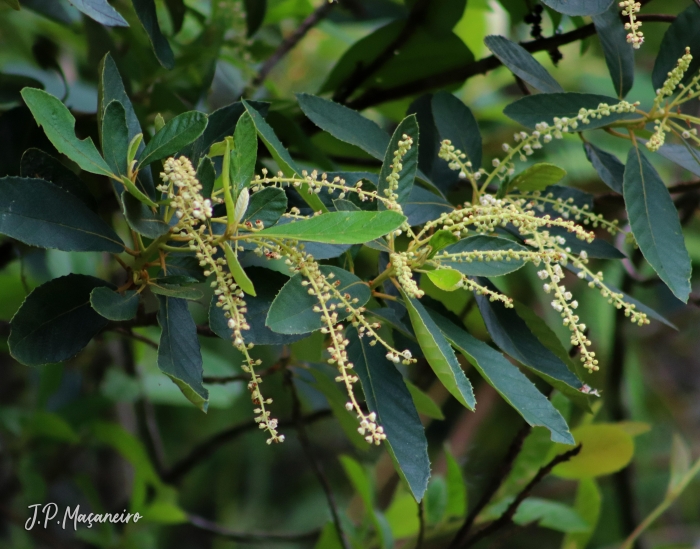 Clethra scabra