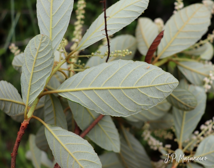 Clethra scabra