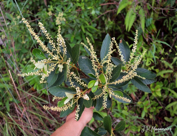 Clethra scabra