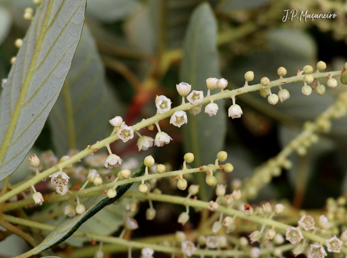 Clethra scabra