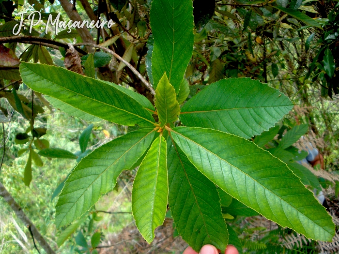 Clethra scabra