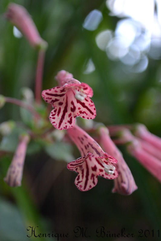 Sinningia douglasii