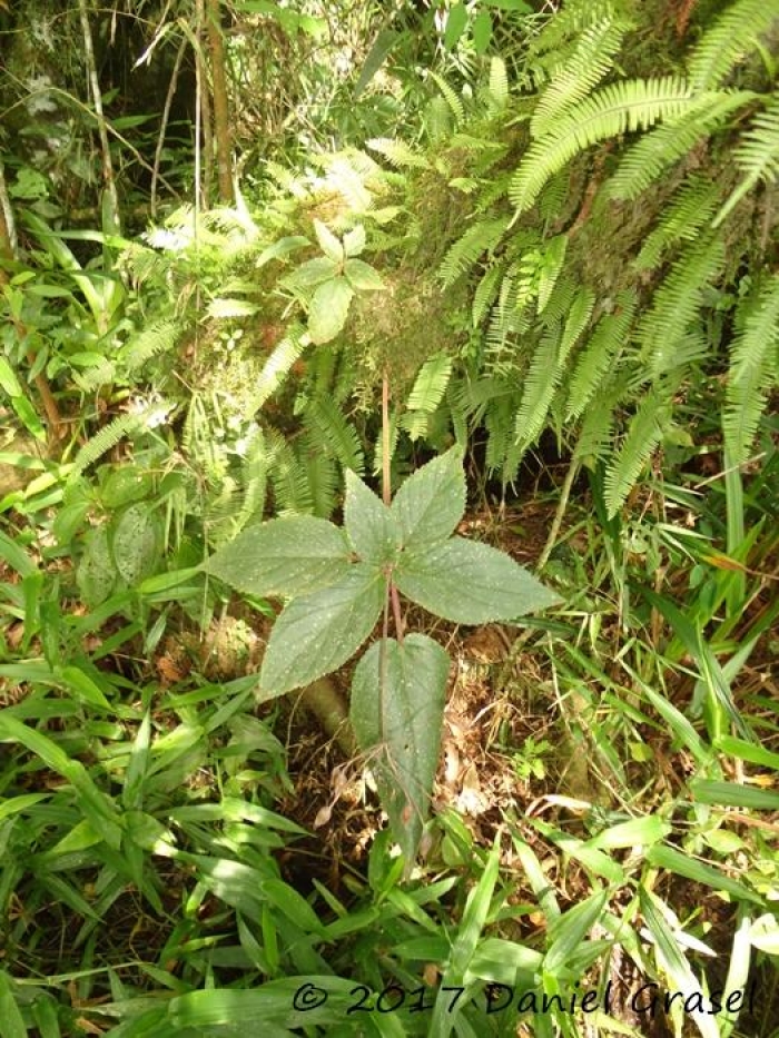 Sinningia douglasii