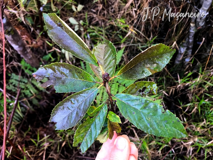 Clethra scabra