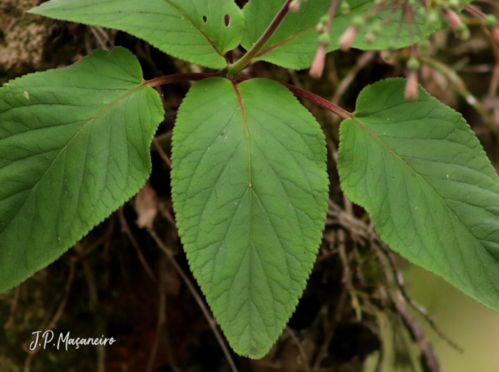 Sinningia douglasii