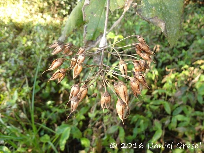 Sinningia douglasii