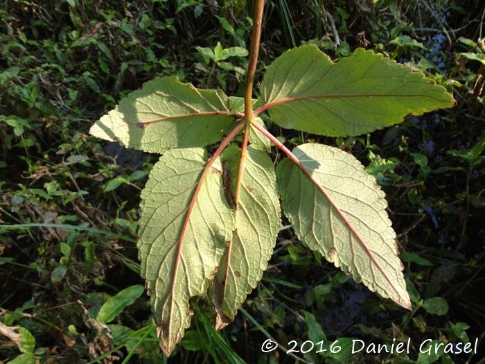 Sinningia douglasii