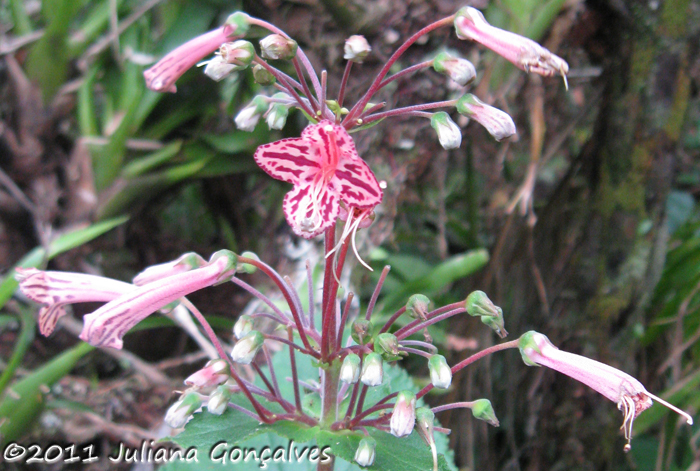 Sinningia douglasii