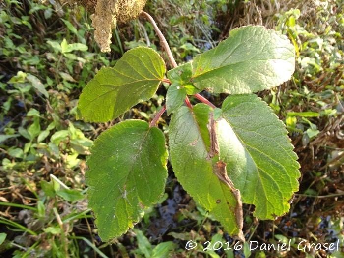 Sinningia douglasii