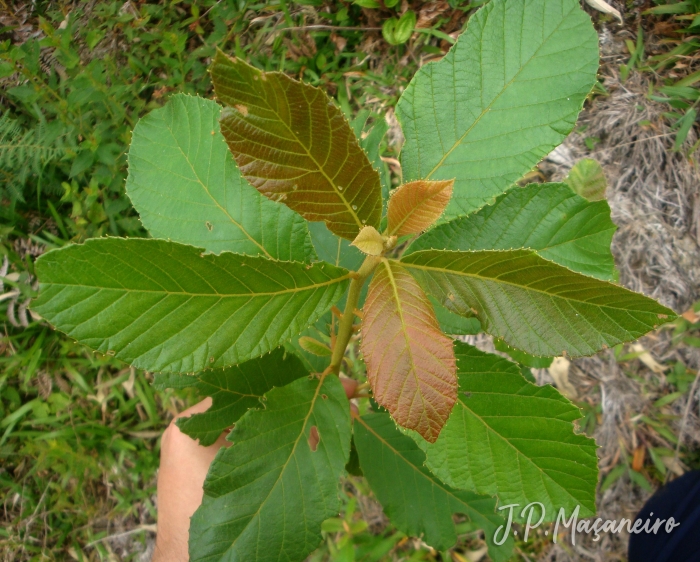 Clethra scabra