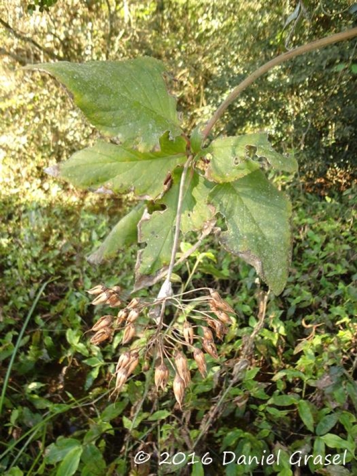 Sinningia douglasii