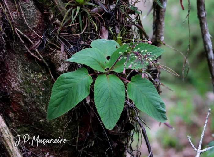 Sinningia douglasii