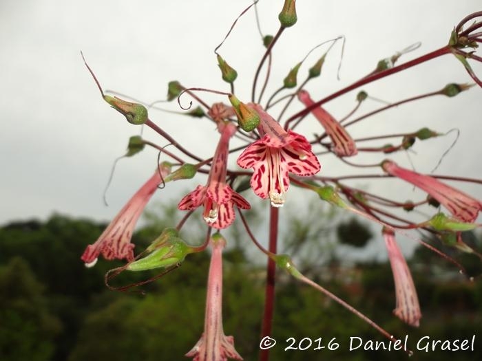 Sinningia douglasii