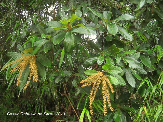 Clethra scabra