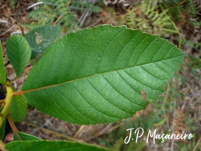 Clethra scabra