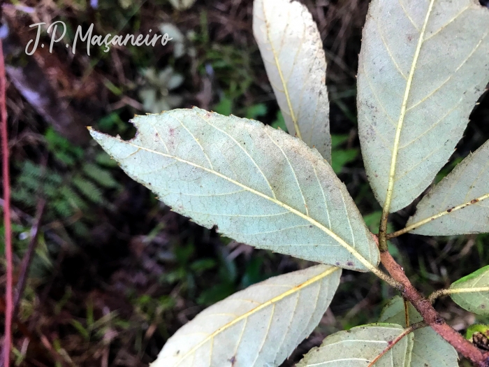 Clethra scabra