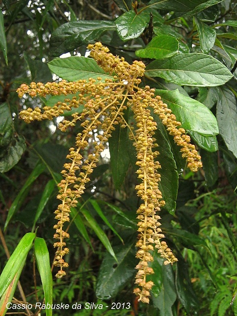 Clethra scabra