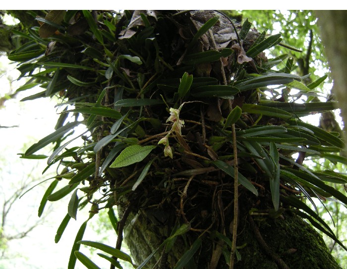 Bulbophyllum regnellii