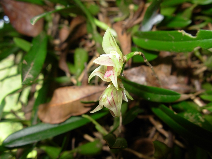 Bulbophyllum regnellii