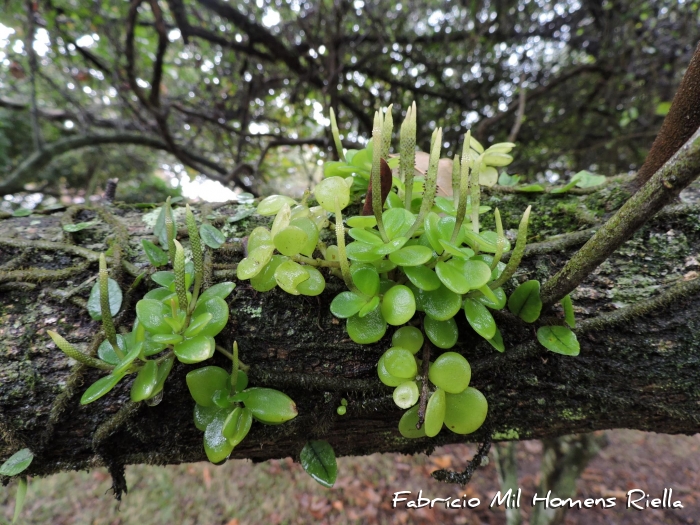 Peperomia catharinae
