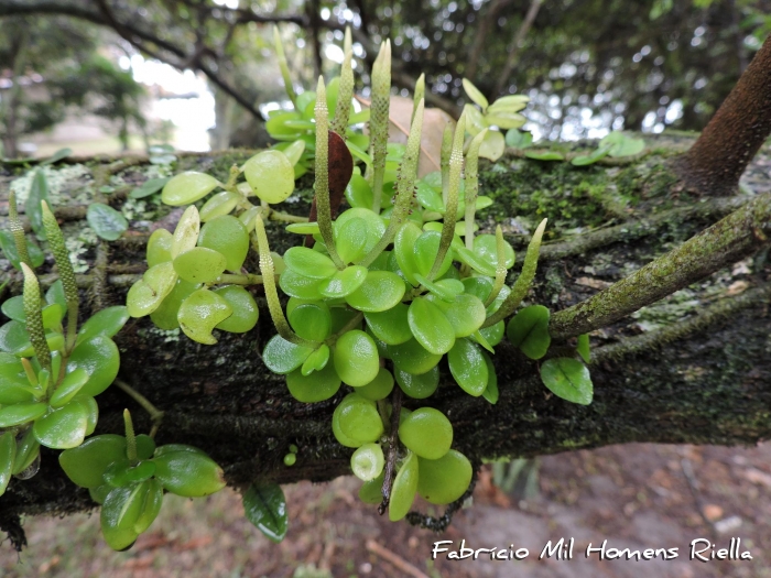 Peperomia catharinae
