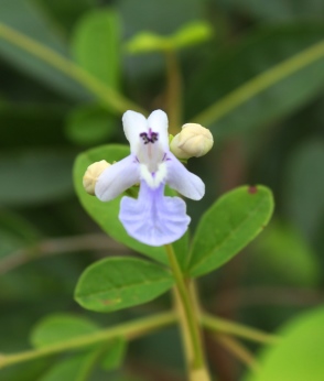 Vitex megapotamica