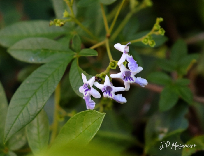 Vitex megapotamica