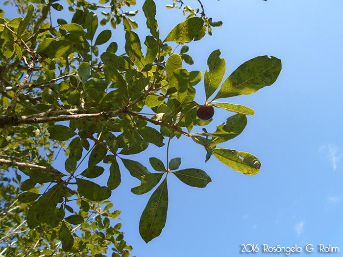 Vitex megapotamica