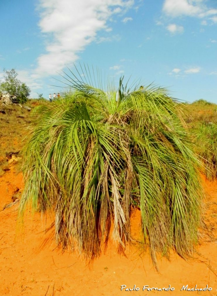 Butia lallemantii