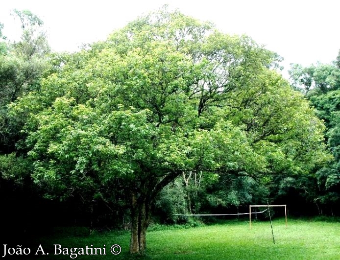 Vitex megapotamica