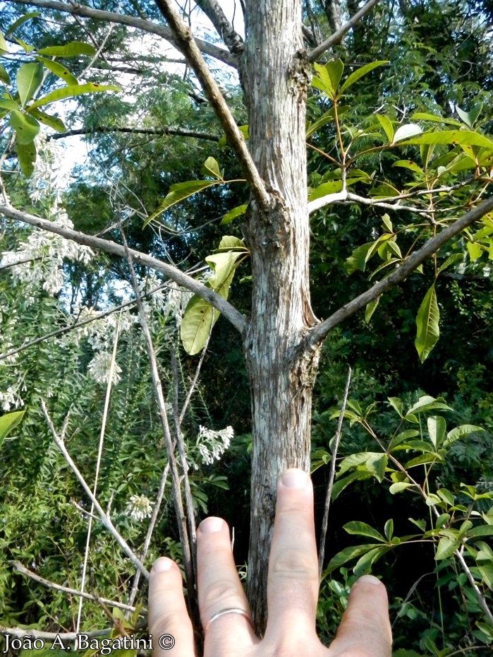 Vitex megapotamica